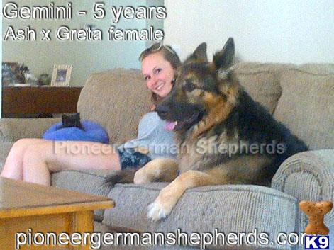 GiantGSDs Picture 2